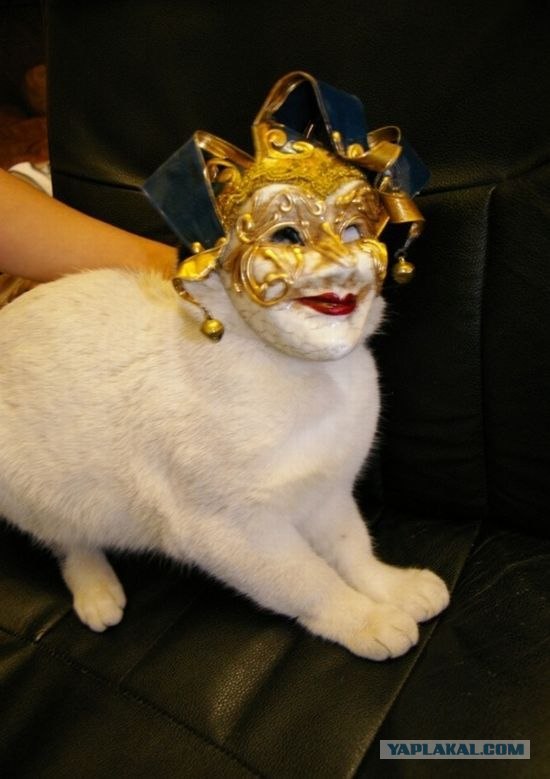 Сонный Котовторник