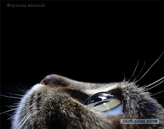 Котовторник так котовторник!