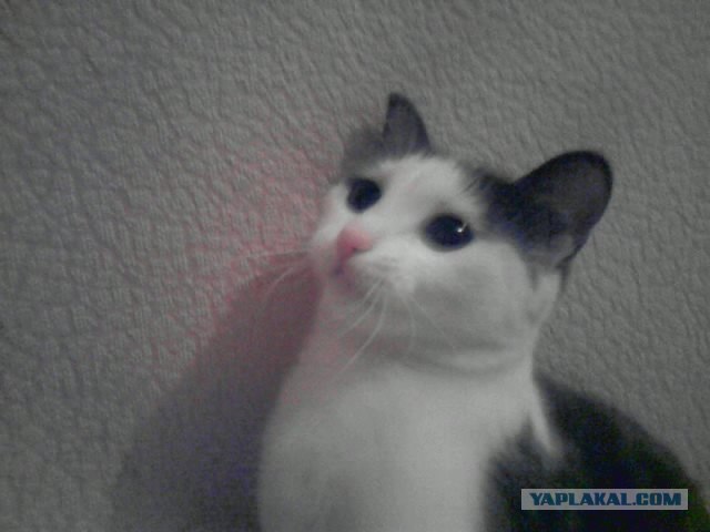 Котовторник 22.11.11