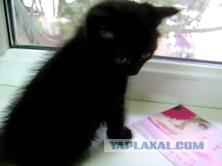 Котовторник   5.06.2012