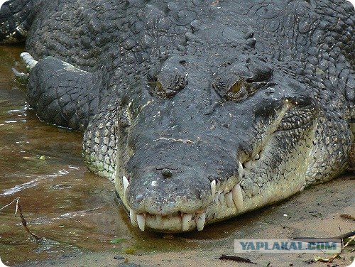 Как рождаются крокодилы