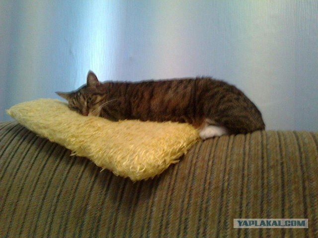 Кот на кресле