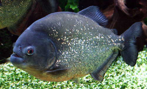 Игра на ЯПе: Угадай АВТО-2