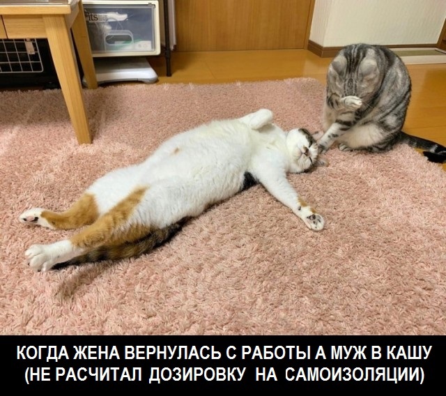 Картинки из рабочего чата 06.04.