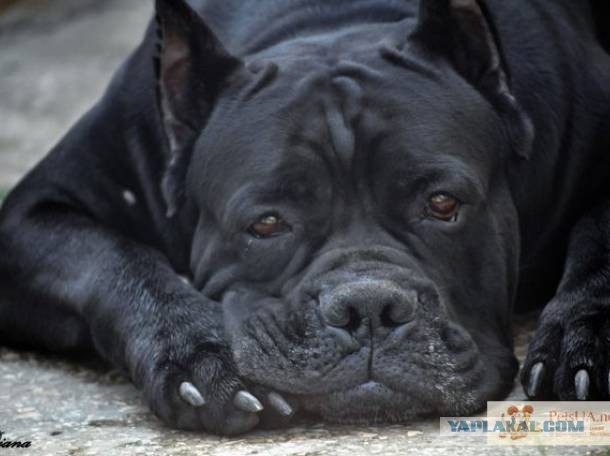 Кане корсо седой. Корсо мы не стесняемся. Корсо мы не стесняемся. Корсо мы не стесняемся. Кане корсо собака.