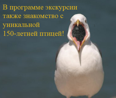 Чайка из Алькатраца