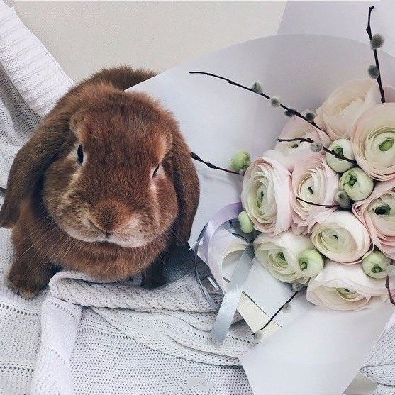 Эти забавные животные