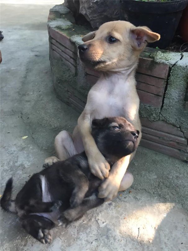 Собаки бывают