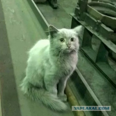 Вот такое чудо!