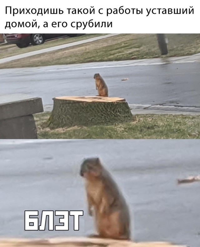 Сочи гудит, как разбуженный улей