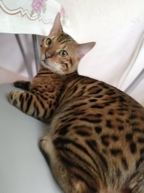 Вторник. Котэ. Пора