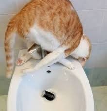 Доколе? Политика на ЯПе! Бунд!1