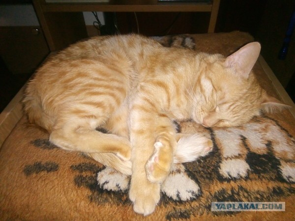 Котовторник ведь начался!