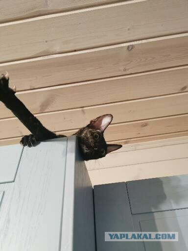 Ура! Котовторник.