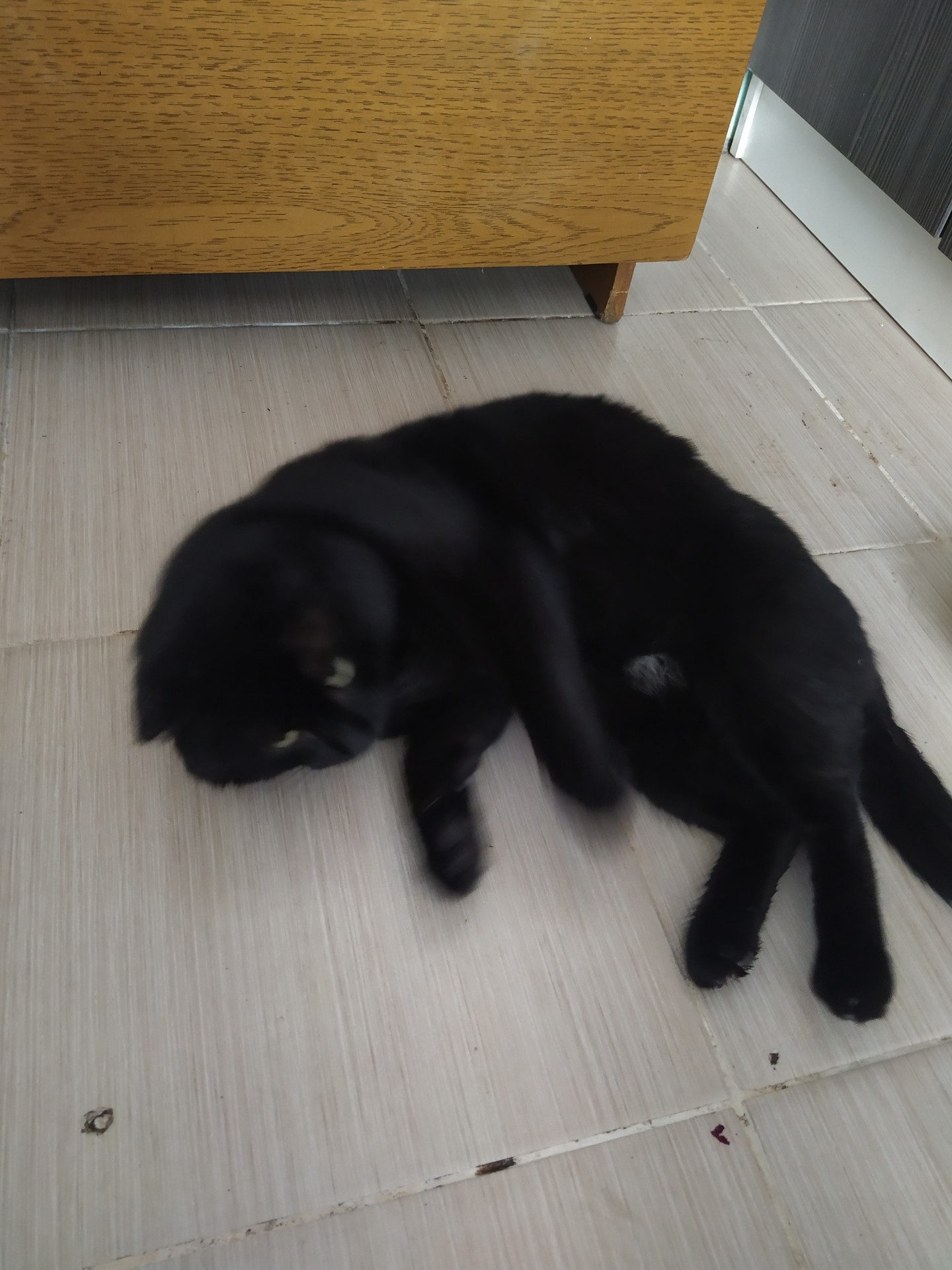 Котовторник