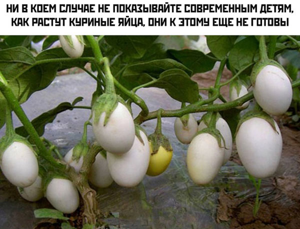 Чуток картинок