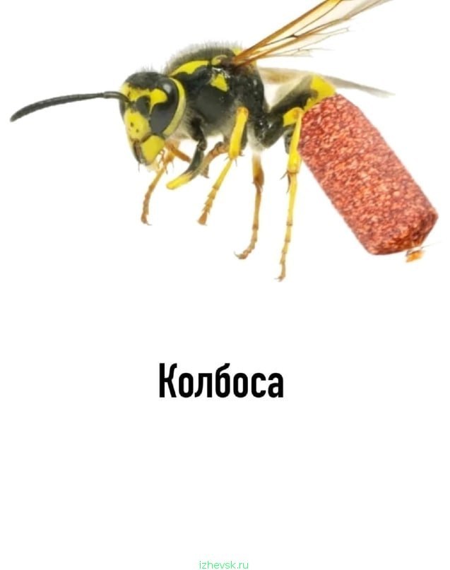 Игра слов — это словесный вираж в смешных каламбурах
