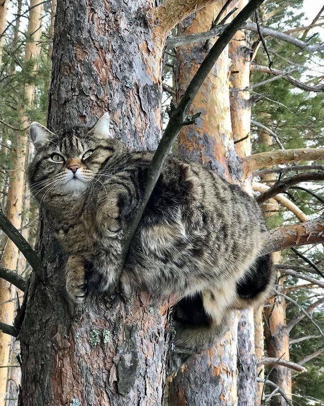 Синицы, кушают  много