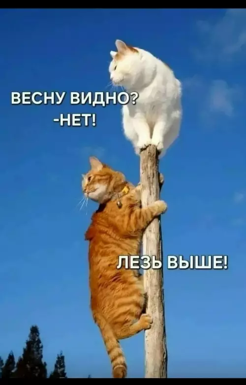 Картиночки, баянчики 10 марта