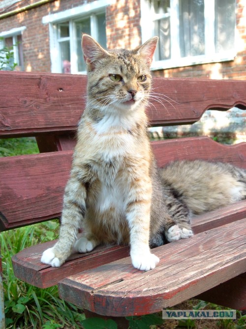 Котовторник 23.07.2013