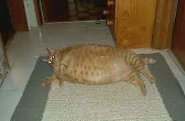 Кошачья реакция