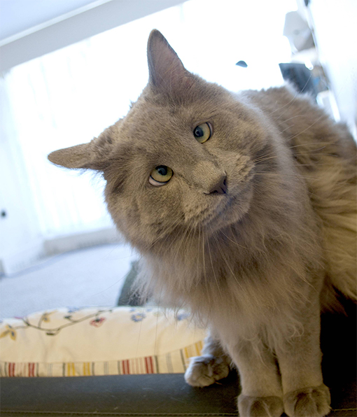 Глуповатый и одновременно смешной котенька)))