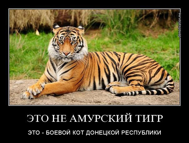 Не тигр, а наш кот!