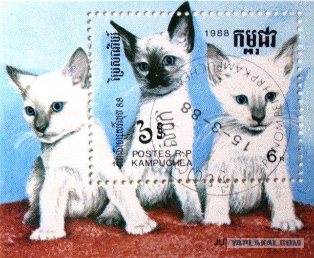 Котовторник 6.05.2014
