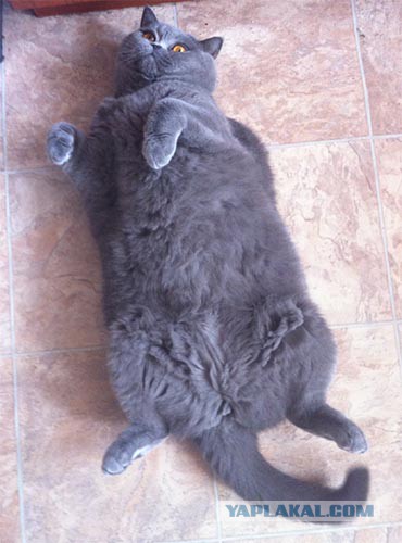Котовторник 22.07.14