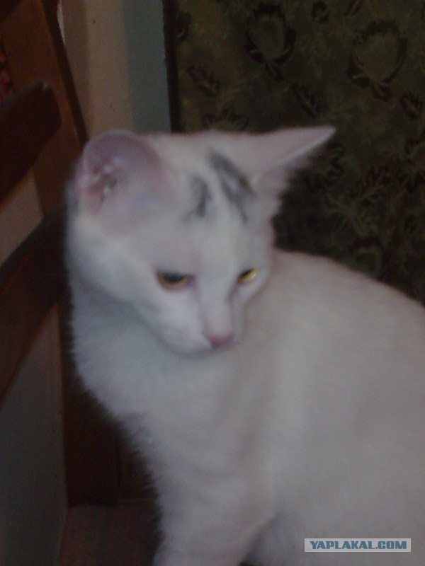 Котовторник 12.08.2014