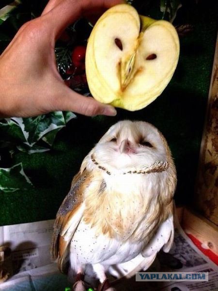 Смешные картинки из соц. сетей.