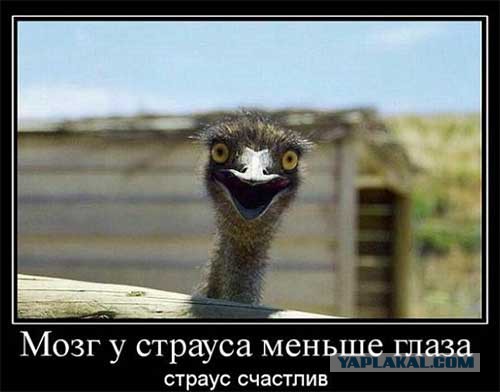 Весёлые картинки