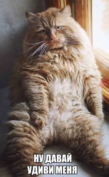 Смешные картинки