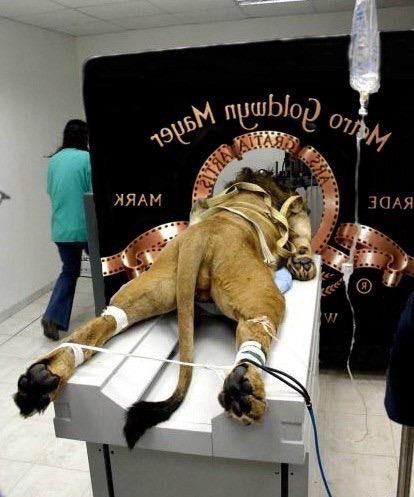 Metro Goldwyn Mayer со Львом