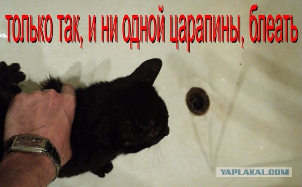 Инструкция: как правильно купать кота