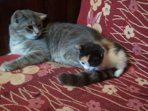 Котовторник 06.10.2015