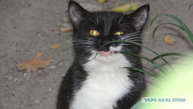 Котовторник 15.12.2015