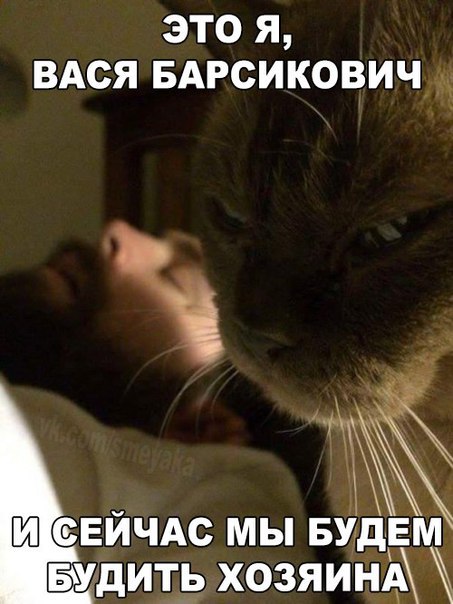 Самый терпеливый кот в мире