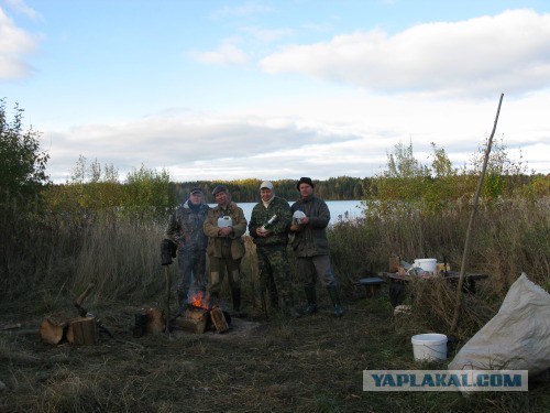 Веппский край, Южная тайга