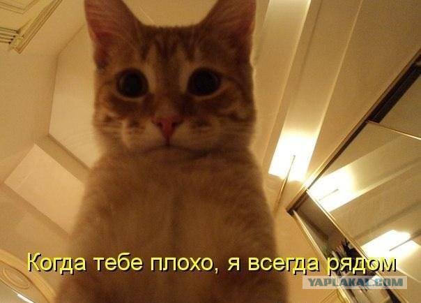 21 преимущество жизни с котом