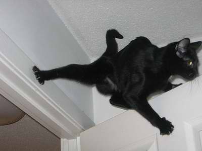 Коты, кошки, котята