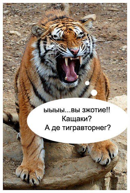 Котовторник!