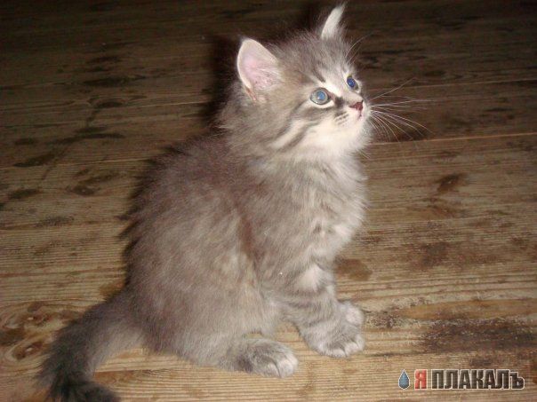Вторничный котомёт!
