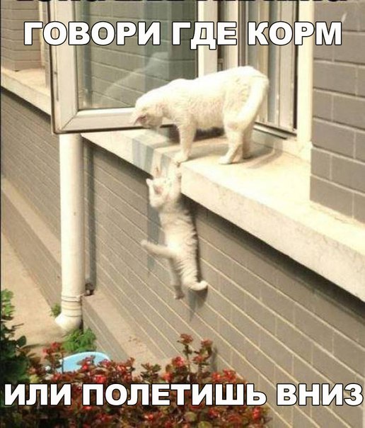 Прикольные животные