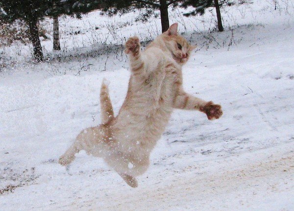 Коты из сети
