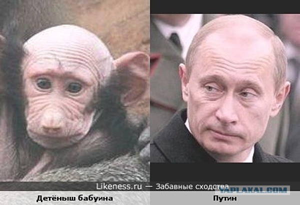 Один в один! 17 людей, животных и вещей, которые невероятно похожи друг на друга.