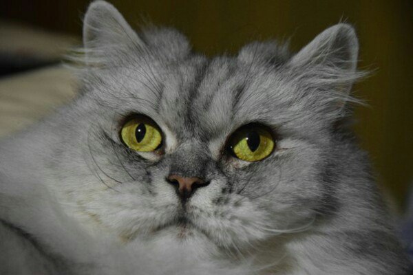 Коты и Кошки