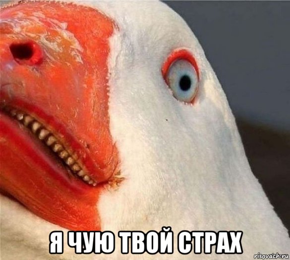 Гусь против офицера полиции