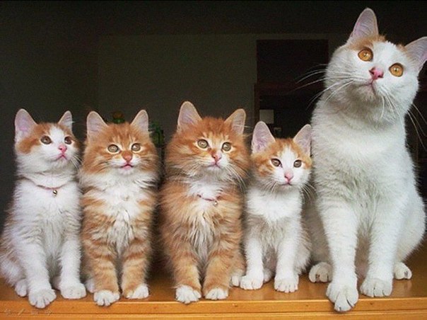 Коты и Кошки