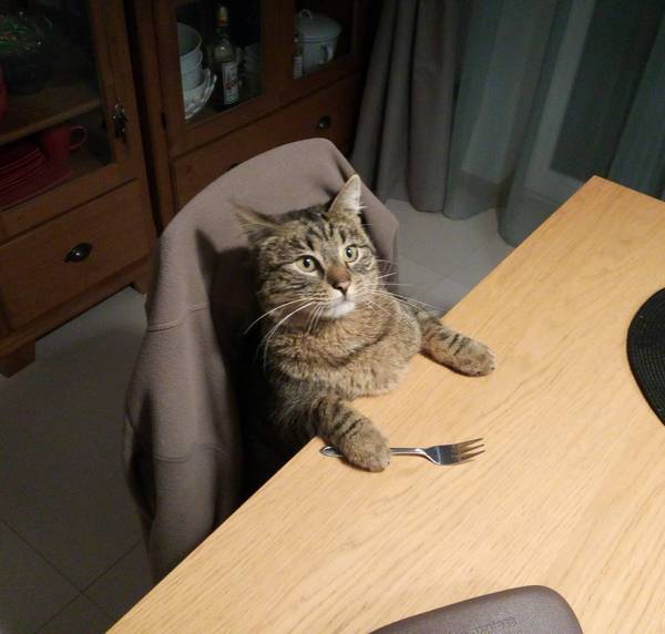 Коты и Кошки